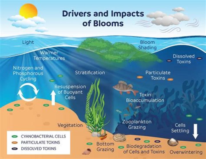 Understanding Daisy Distruction: Managing Wild Blooms and Garden Challenges Today